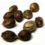 Семена марихуаны АК-47  (Seeds AK-47) в Ершове